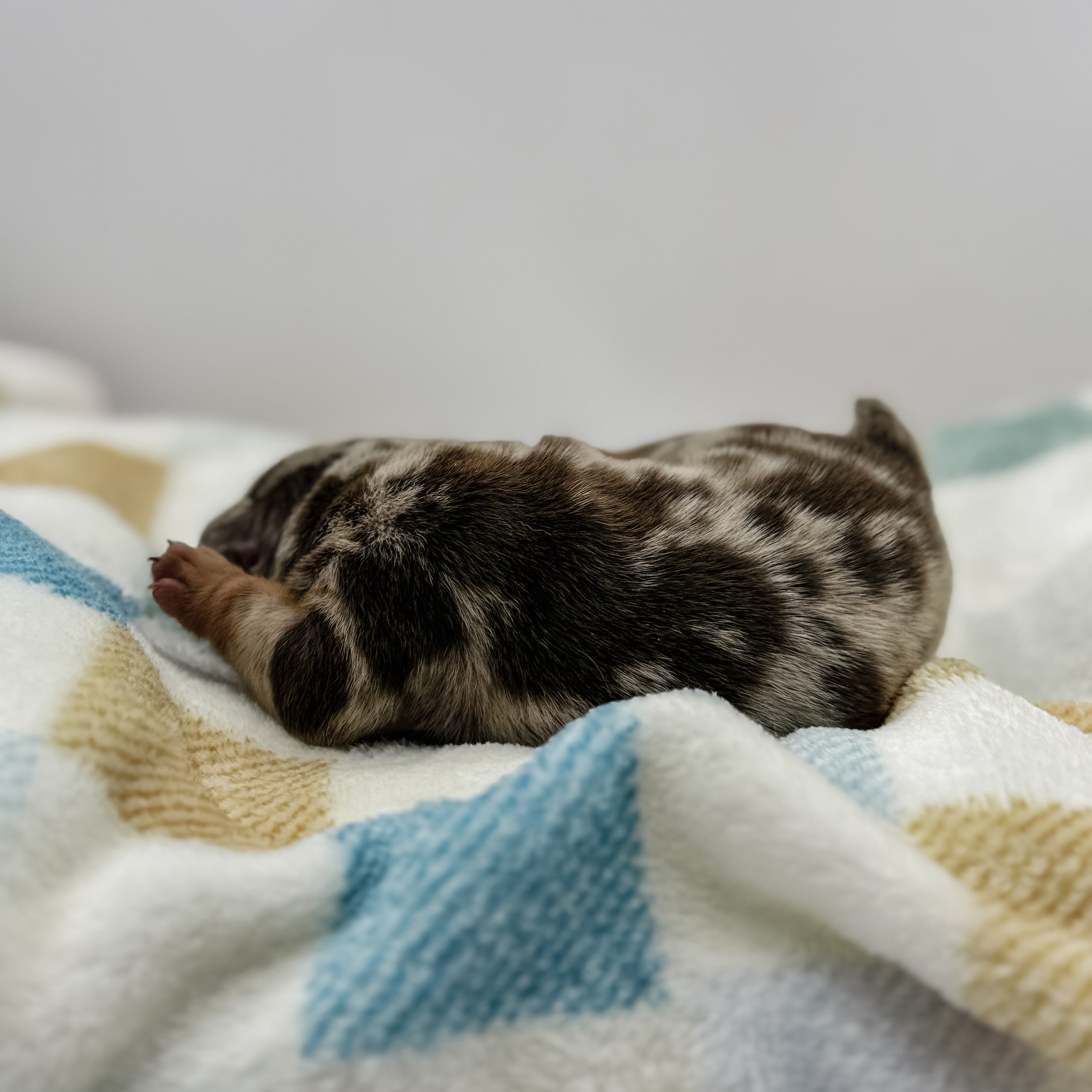 Nutella Being Precious